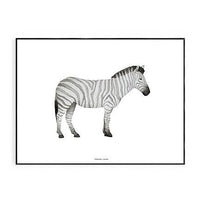 Zebra Print 40 x 50cm - Hello Little Birdie