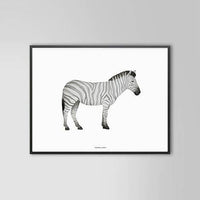 Zebra Print 50 x 70cm - Hello Little Birdie